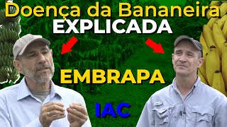 Mal do Panama ou Fusariose da Bananeira EXPLICADO por pesquisadores da Embrapa e IAC [upl. by Grew]