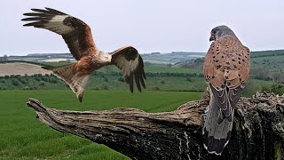 Kestrel Narrowly Avoids Red Kite  Discover Wildlife  Robert E Fuller [upl. by Hardunn264]