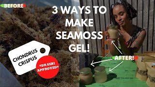 HOW TO MAKE SEAMOSS GEL 3 WAYS  REAL CHONDRUS CRISPUS  DR SEBI APPROVED  BLISSFUL KITCHEN [upl. by Alehtse465]