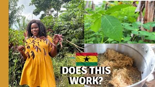 SPEND THE DAY WITH A HERBALIST  MEDICINAL PLANTS AND HERBS THAT PROTECT AND HEAL  LIVING IN GHANA [upl. by Itida819]