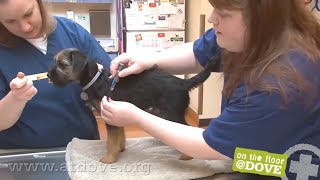 How to Administer Vaccines to Canine Patients [upl. by Nosde]