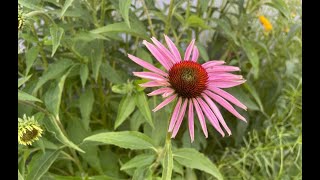 Purple Coneflower 🌿 Echinacea gardenflowers [upl. by Oinoitna]