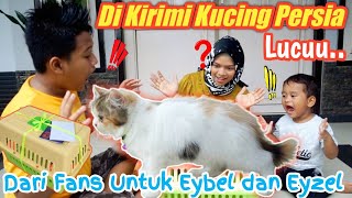 HAH DAPAT HADIAH ANAK KUCING PERSIA LUCU  eybel channel [upl. by Gibbie]