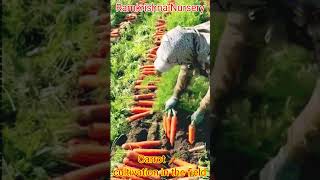 Carrot harvesting in garden youtubeshorts [upl. by Kachine]