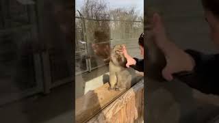 Monkey amazed by magic trick cuteanimal cuteanimalvideos [upl. by Kirred396]