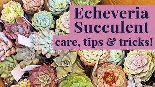 Echeveria Succulents  A Beginners Guide to Care amp Propagation [upl. by Puduns]