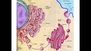 52 Enzyme Production of extracellular enzyme [upl. by Anin]