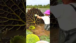 Beautiful Natural Gorgon Harvesting amp Rural Life  Prickly Water Lily Seeds shorts youtubeshorts [upl. by Nnahgaem572]