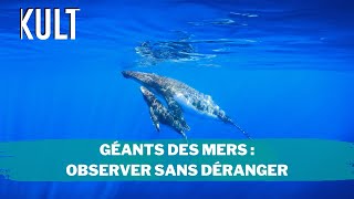 Géants des mers  Observer sans déranger [upl. by Einalam541]