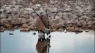 Gemsbok Oryx  oryx gazella  having a drink [upl. by Nessy744]