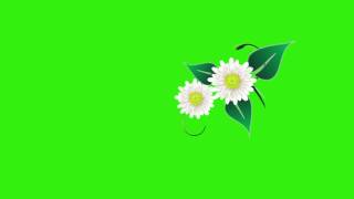 flower animation greenscreen free hd [upl. by Jeritah]