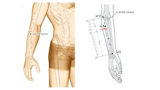 LARGE INTESTINE 8 XIALIAN LOWER ANGLE [upl. by Nirrol]