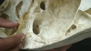 ethmoid bone of ox Veterinary anatomy [upl. by Aida]