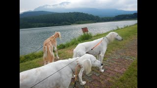 風にそよいで 湖畔をテクテク🐾🐾🐾（Saluki） [upl. by Margarete]