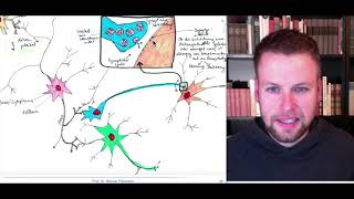 Neurobiologische Grundlagen 3  Neuronen und Neurotransmitter [upl. by Iruam841]