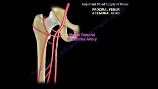 Avascular necrosis of the hip and the blood supply to the femoral head [upl. by Staten556]