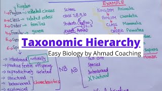 Taxonomic Hierarchy of Biology  Examples of Human and Daily Life [upl. by Eterg]