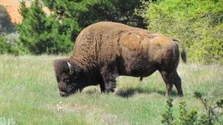 Buffalo tour in Santa Catalina Island in California [upl. by Aristotle]