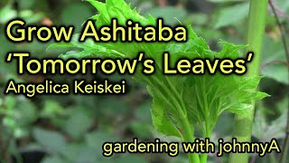 How to Grow Ashitaba Plant  A superfood used in Stir fries and as a Herb  AKA Tomorrow Leaves [upl. by Neva151]