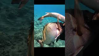 Todays spearfishing shots💥💥fishing pesca spearfishing shots mediterranean [upl. by Llerut693]