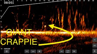 Garmin Livescope Giant Crappie Look Like Ghost 👻 [upl. by Milone29]