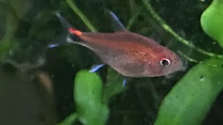 Breeding Ruby Tetra Axelrodia riesei [upl. by Peti]