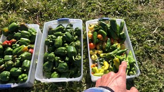 Harvesting the ENTIRE pepper patch What to do with all these peppers [upl. by Einohtna327]