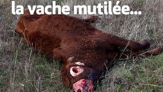 la vache mutilée  the unexplained files [upl. by Leakim855]