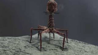 3d Demo Reel bacteriophage T4 and stereocilia  medical animation [upl. by Reube801]