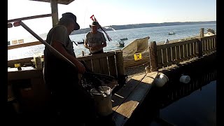 Chinook season frenzy at Possession point bait Co for Herring July 20th 2024 [upl. by Ynattirb]