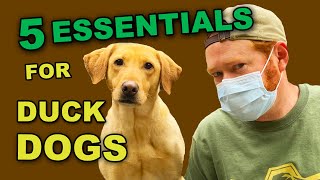 Duck Hunting Dog  SURPRISING Must Have Gear [upl. by Gniw]