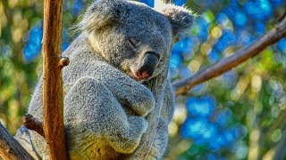 Peaceful Relaxing Instrumental Music Meditation nature music quotAnimals of Australiaquot by Tim Janis [upl. by Laws]