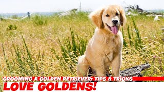 Grooming a Golden Retriever Tips amp Tricks [upl. by Mcnully]