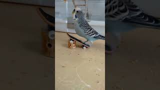 Sweetie the Budgie learning to skateboard pt 2 [upl. by Devan]