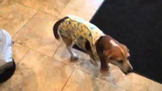 The Escape Proof Dog Diaper Suit  Beagle Tries Barkitwear® PSuit® [upl. by Saimon]