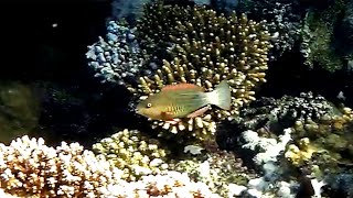 Sixbanded parrotfish Scarus frenatus female Шестиполосый попугай самка [upl. by Eissirc]