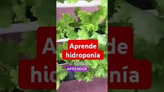 aprendehidroponia ecologico hidroponiaencasa agricultura plantas huertoecológico [upl. by Pride]