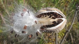 Seed dispersal  The great escape [upl. by Adey]