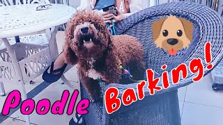 Stop Filming Me  Cute Poodle Barking A Lot To Cameraman  Viral Dog [upl. by Nodlew]