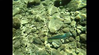 snorkeling mer rouge hurghada [upl. by Humphrey]