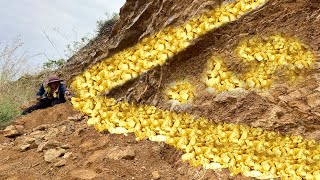 The Surprising Truth About Finding Huge Nuggets of Gold Nobody Tells You [upl. by Nivlak]