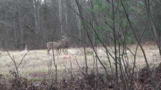 Opening Day Firearm deer season 2013 [upl. by Maryl]