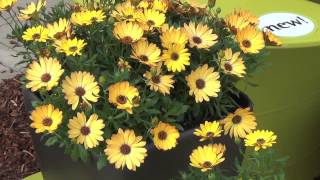 Video Osteospermum Margarita Series [upl. by Lindo]