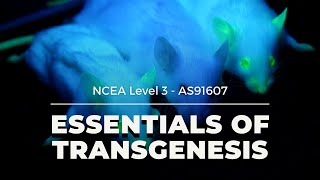 Transgenesis  NCEA L3 Biology 2021 [upl. by Yznel]