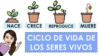 Ciclo de vida de los seres vivos con ejemplos [upl. by Park]