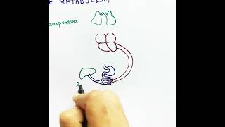 What is Hepatic Portal System Hindi  Hepatic Portal System Circulation by Snigdha Goswami [upl. by Eenimod]