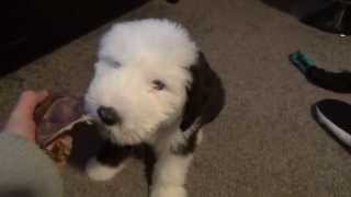 12 Week old Dulux Dog loves chewing So cute [upl. by Madanhoj]