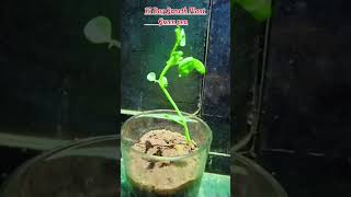 15 day growth green pea Amzingtube AmazingPlants Amzingseeds growthplants gardening [upl. by Tutankhamen]