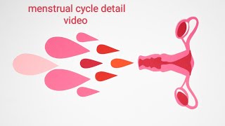 menstrual cycle  mensis  menstruation cycle  animation video  period [upl. by Turne453]