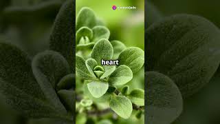 quot12 Benefits of Oregano You Should Knowquot [upl. by Munroe]